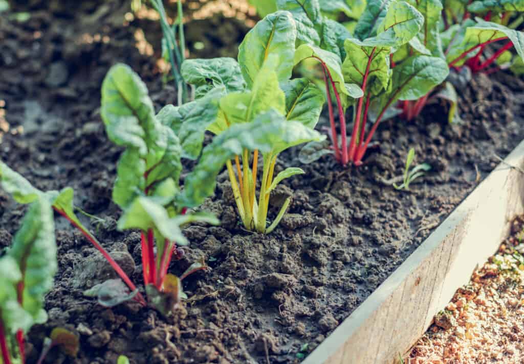 Swiss chard plants growing in a raised bed garden