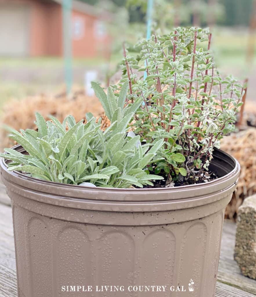 a brown pot with herbs growing inside on top of a table
