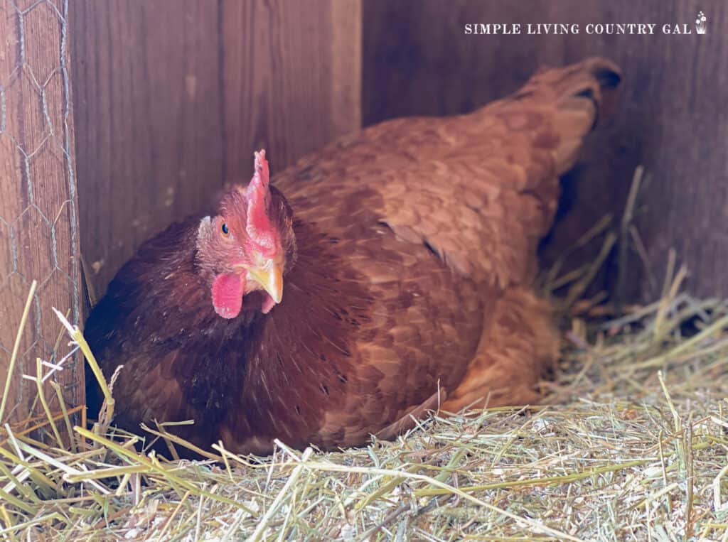 a golden hen sitting on eggs in a chicken coop