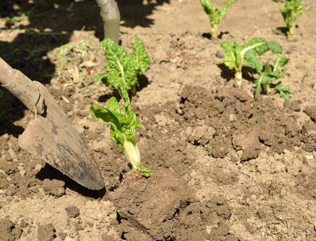 a shovel in a garden near to swiss chard seedlings 