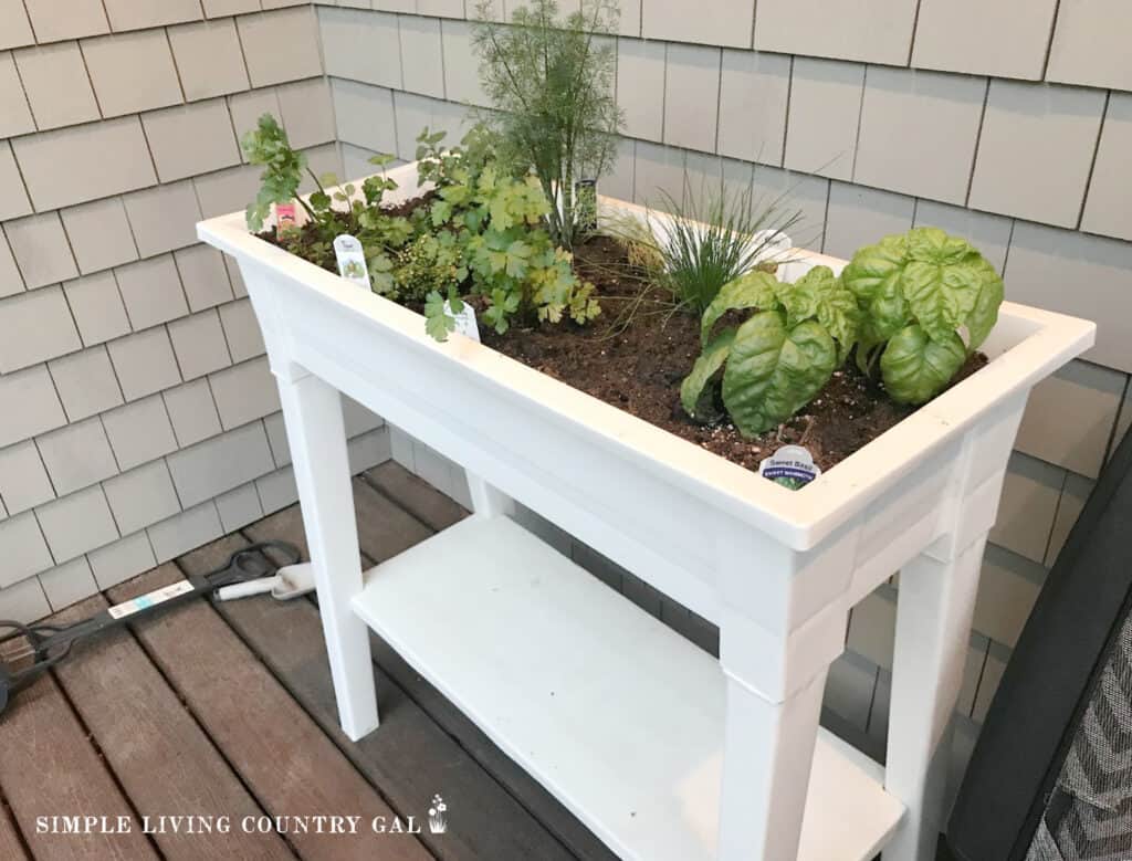 a table top herb garden full of fresh growing herbs