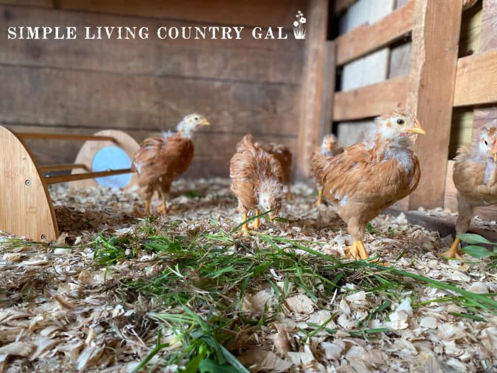 baby chicks enjoying fresh grass in their coop 