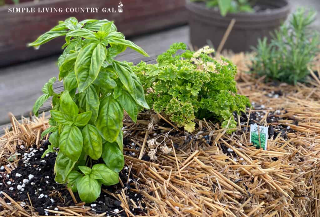 basil and parsley growing in the top of a straw bale