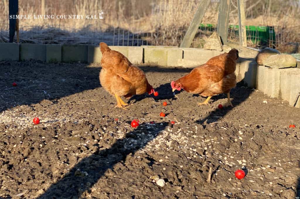 chicken scratching the ground in a run looking for food 