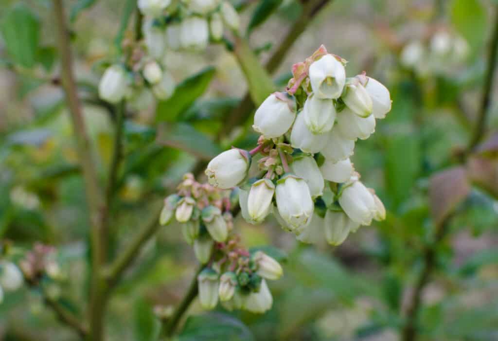 close up of white bell flowers on a blueberry bush