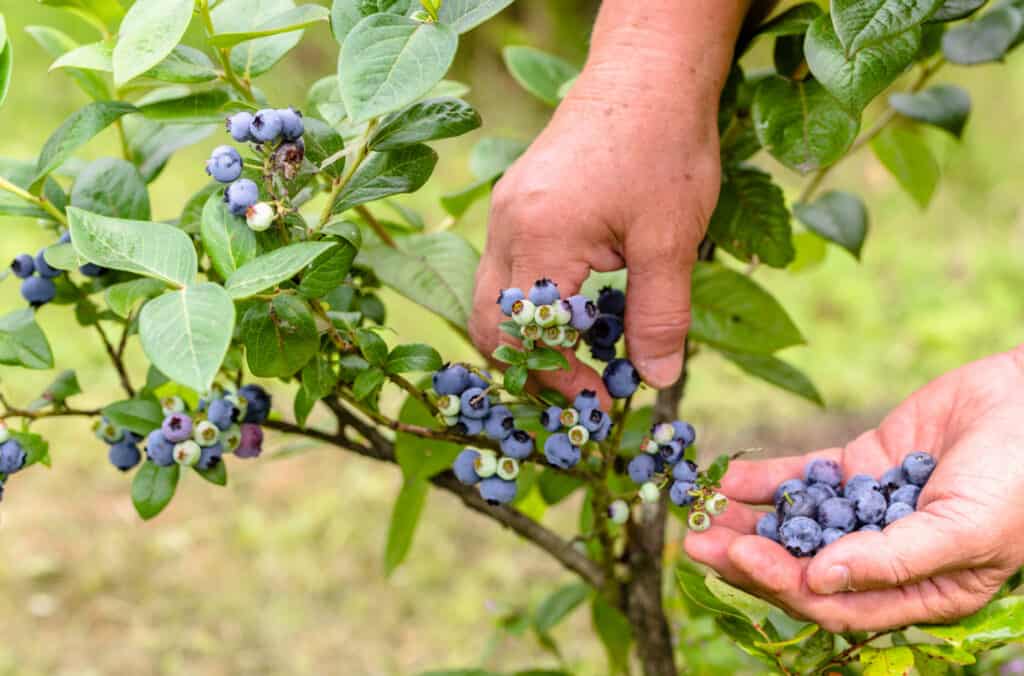 hands picking blueberries off of a bush in a backyard garden