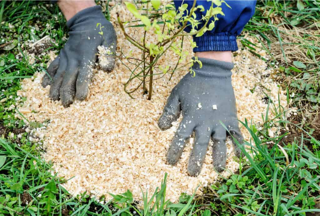 hands putting a layer of mulch around a newly planted blueberry bush