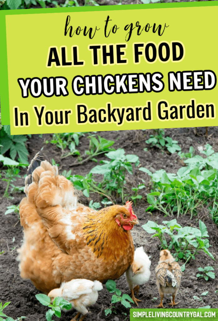 how to grow a chicken garden