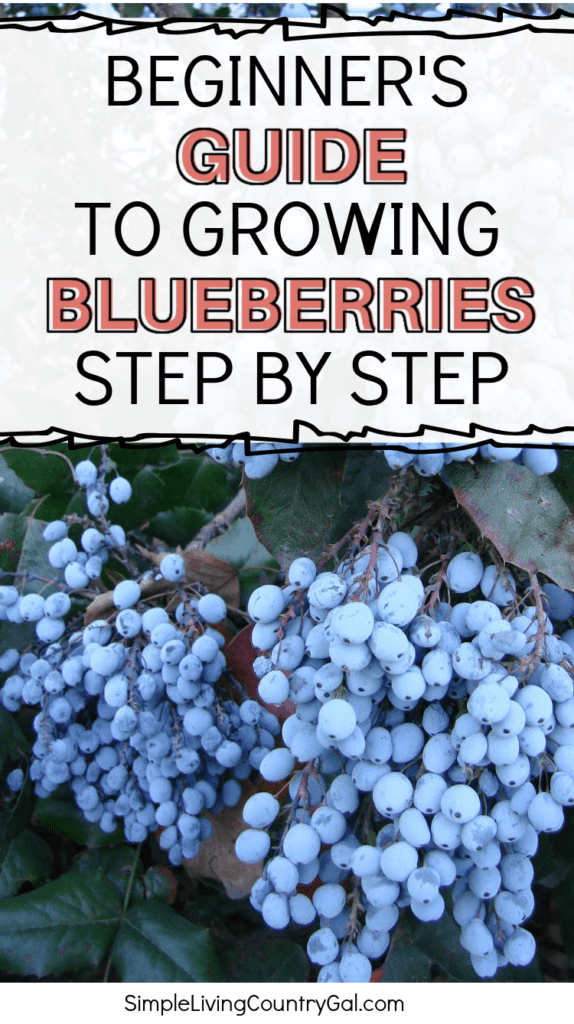 how to grow blueberries for beginners