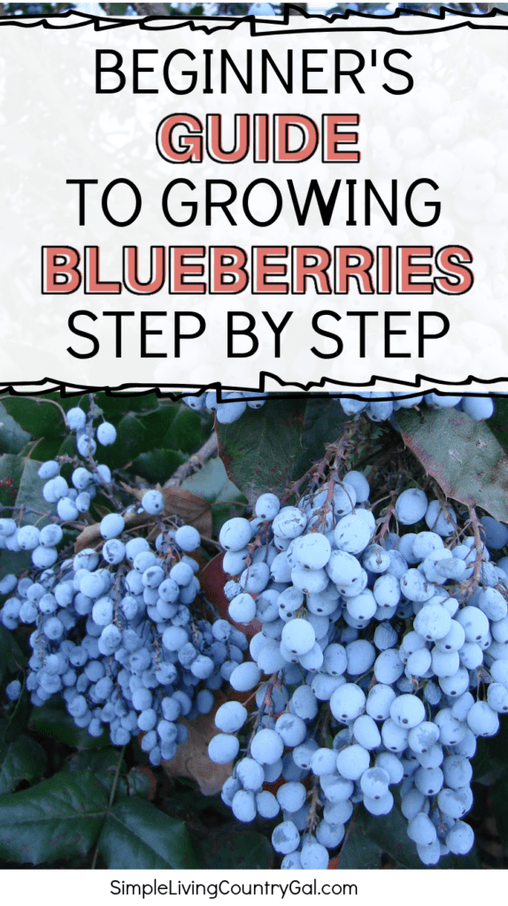 The Easiest Blueberries for Beginners to Grow