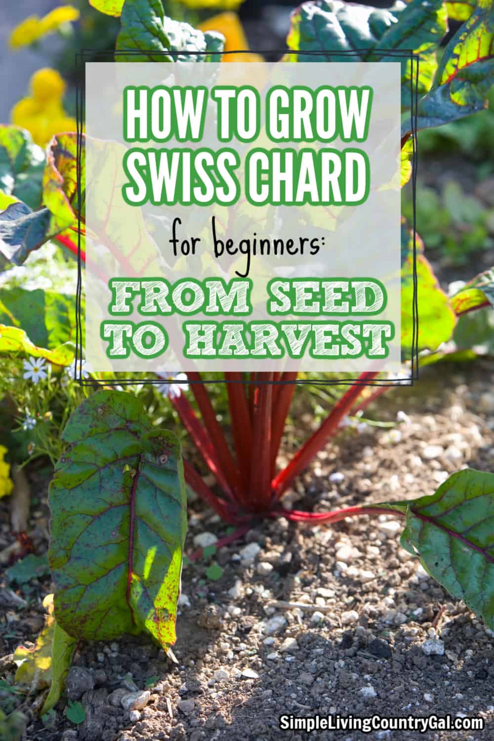 How to Grow Swiss Chard for Beginners Simple Living Country Gal