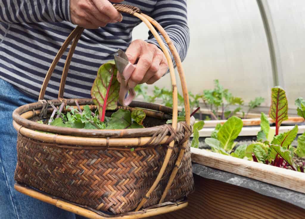 woman picking swiss chard in a green house