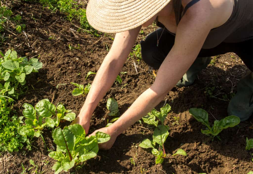 farmer woman tranplanting swiss chard  in the vegetable garden