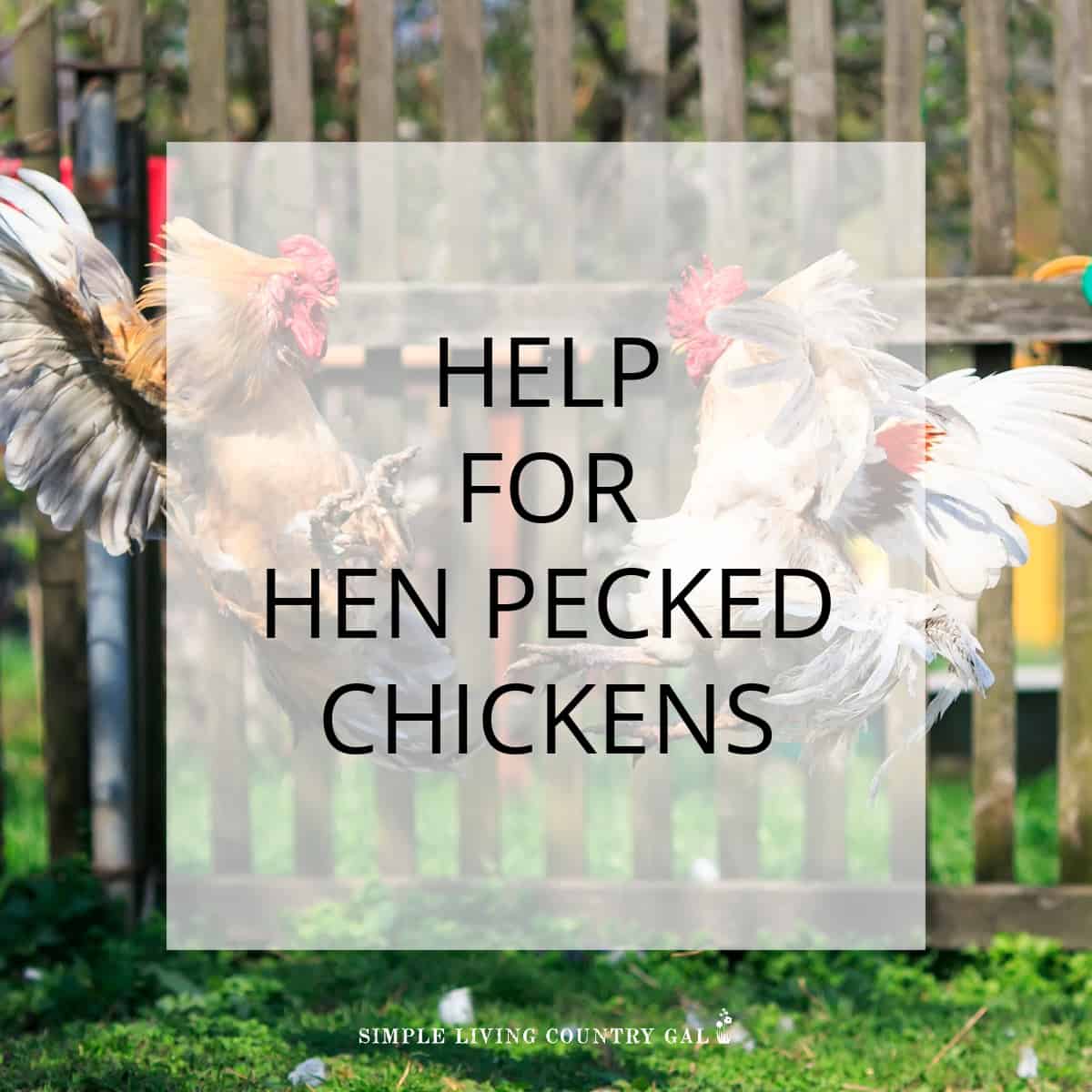 Help for Hen pecked chickens