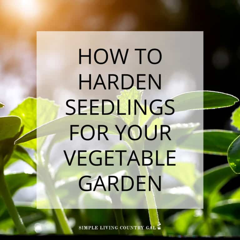 How To Harden Your Seedlings For A Successful Garden