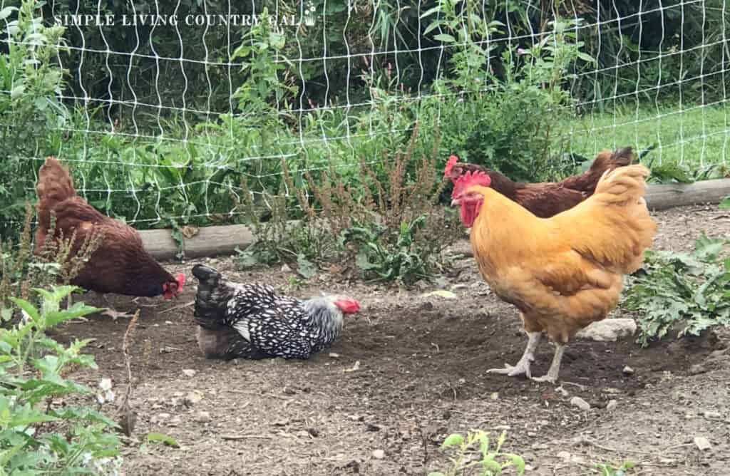 a chicken lying in the dirt using it as a dust bath