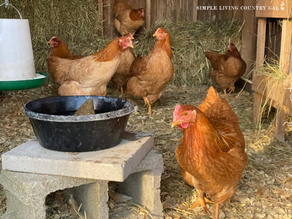 a flock of red chickens in a coop near to a bowl of water