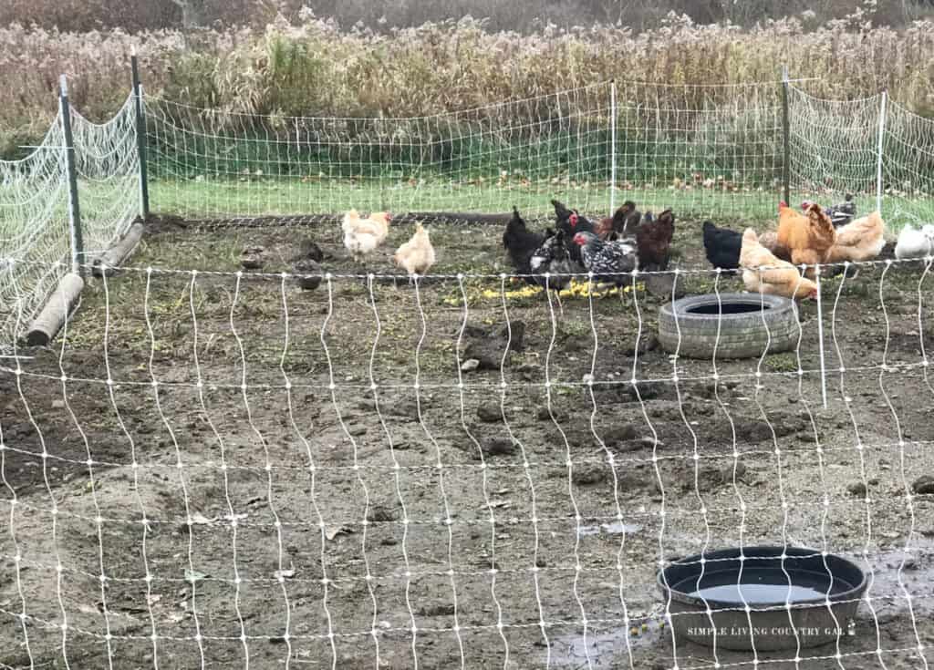 a portable chicken netting housing a chicken flock