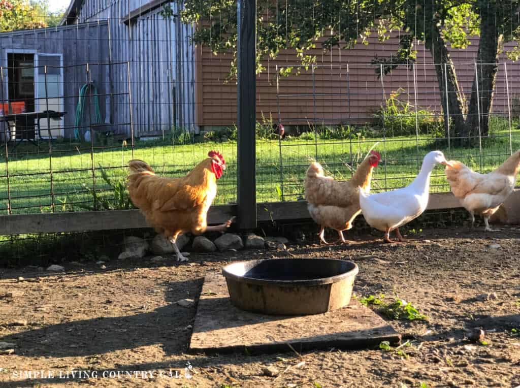 a water bowl in a chicken run with chickens and ducks in the background