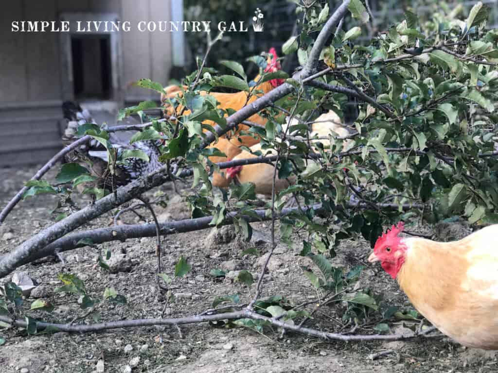 branches in a chicken run with chickens in front 