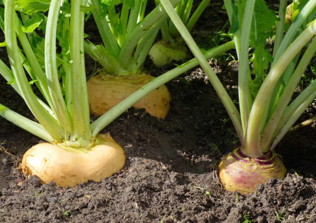 close up of turnips growing in a garden