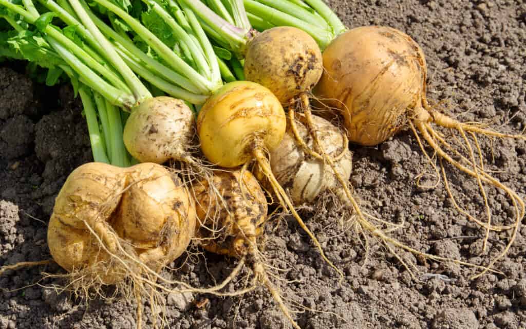 fresh picked turnips in a garden lying in a pile