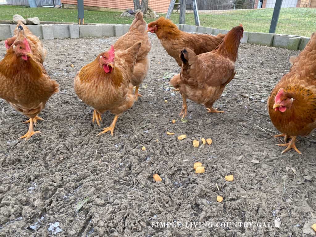 golden chickens eating treats in a chicken run