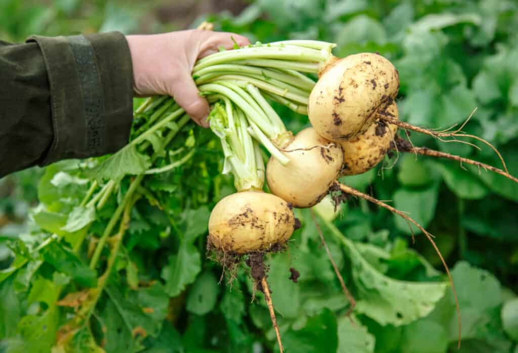 a hand holding a bunch of fresh picked turnips from a garden