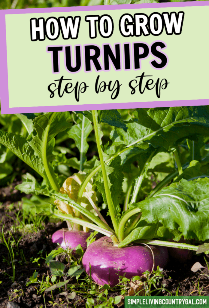 How to Grow Turnips for Beginners Simple Living Country Gal