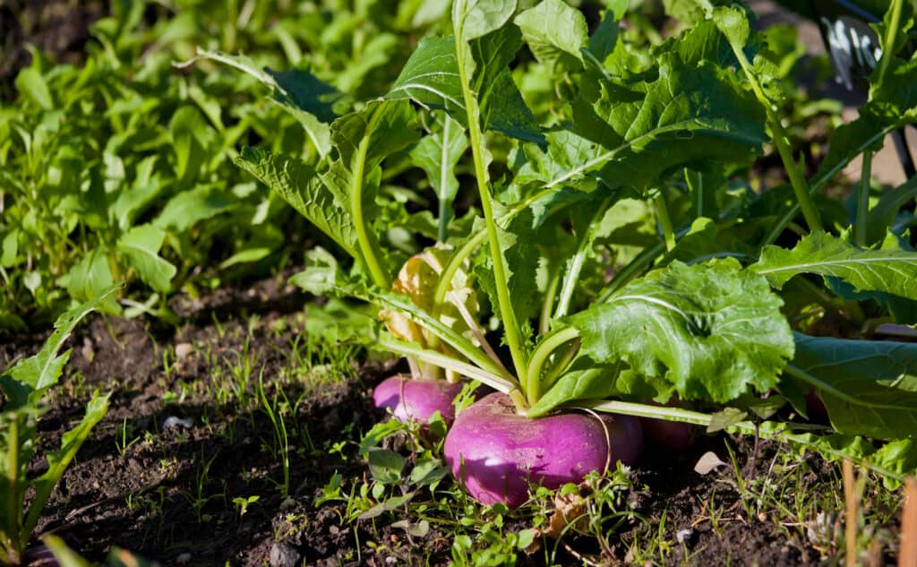 turnips growing in a backyard garden