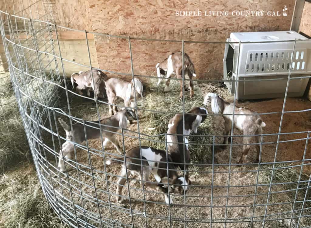 young goat kids in a pen in a barn