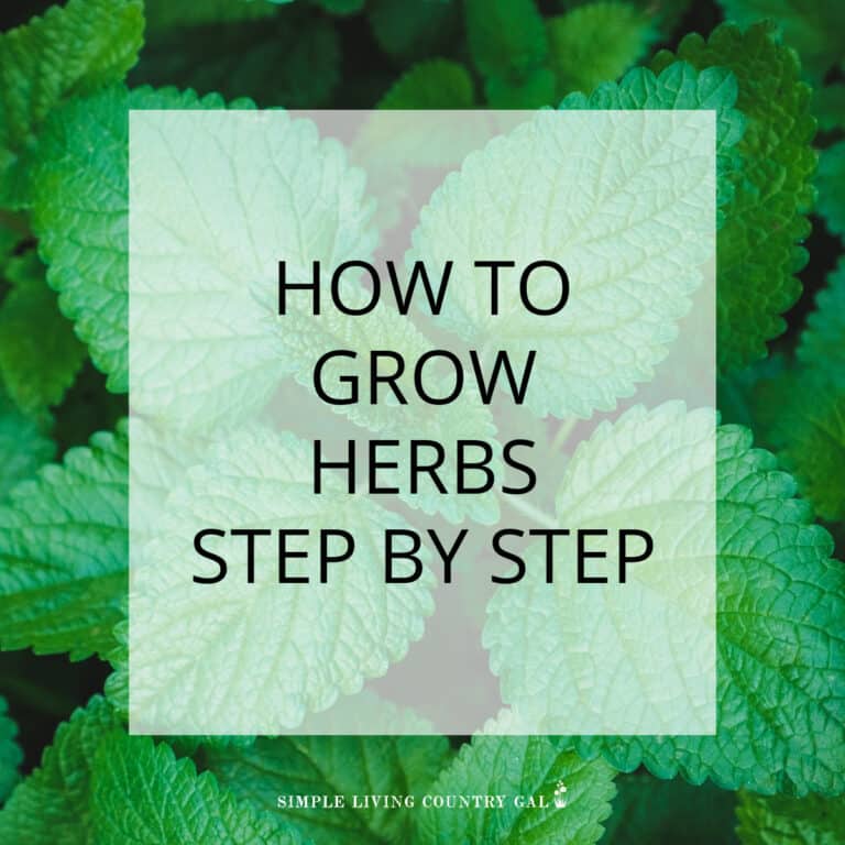 How to Grow Herbs for Beginners