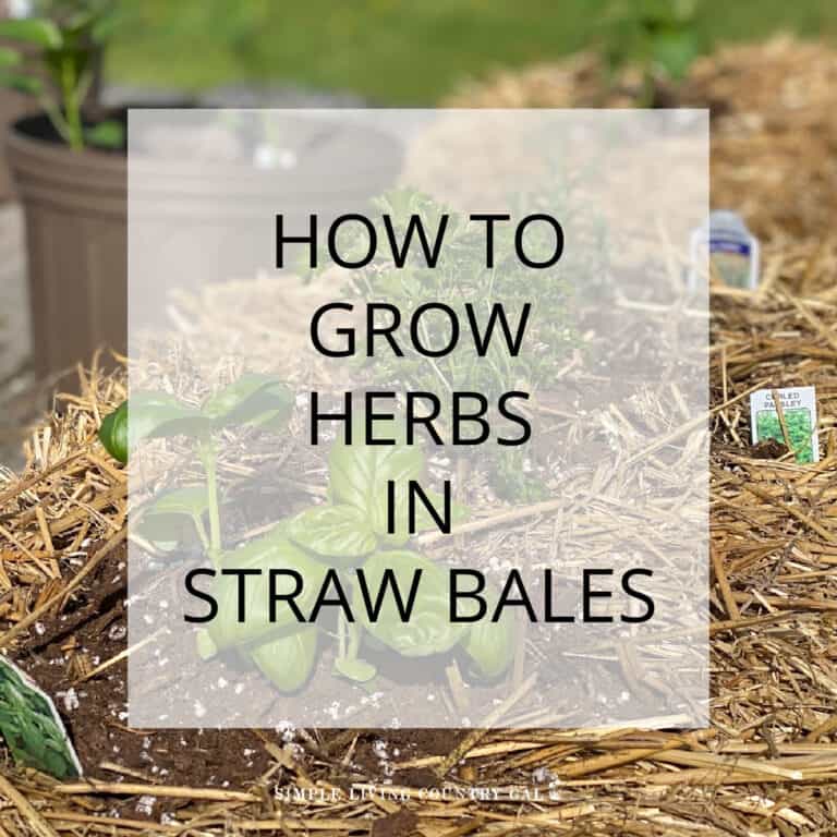 How to Grow Herbs in Straw Bales