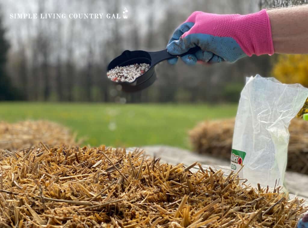 Pouring fertilizer onto a straw bale close up