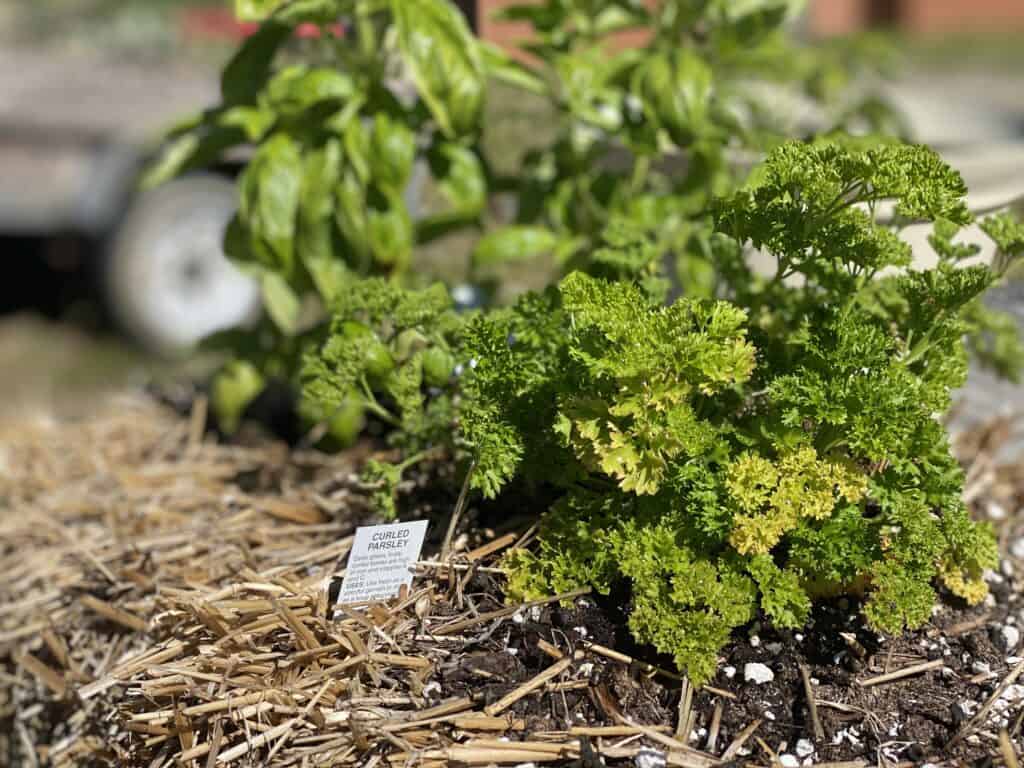 a close up of a parsley plant growing in a straw bale