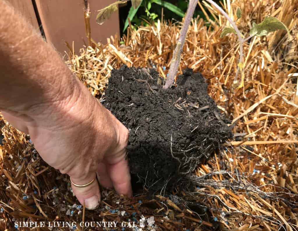 a hand planting a young plant in a straw bale