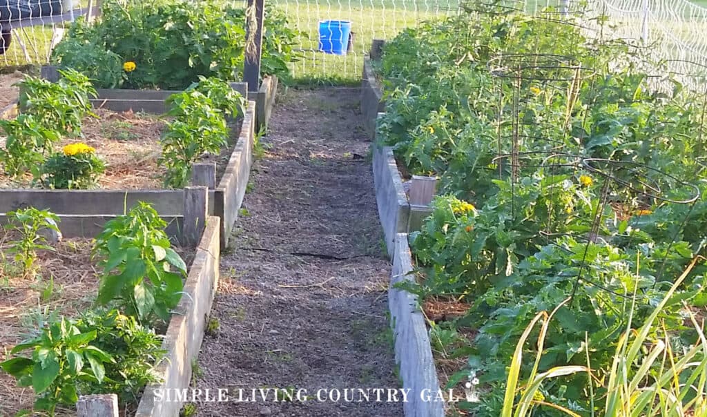 a pathway down the middle of a raised bed garden