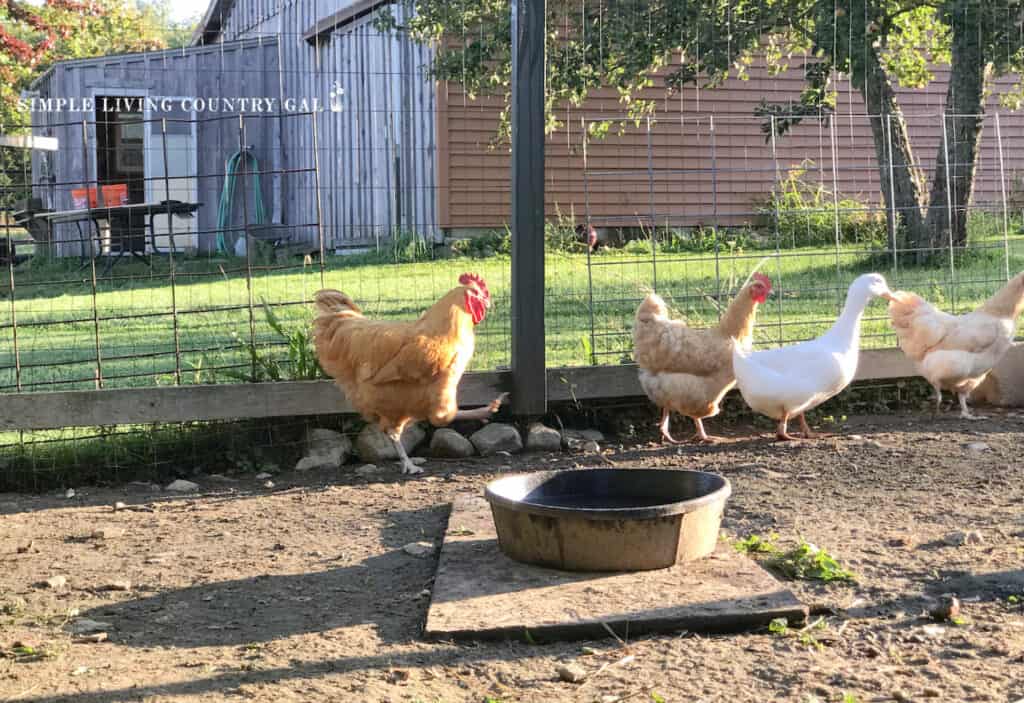 a water bowl in a chicken run with chickens and ducks walking in a chicken run