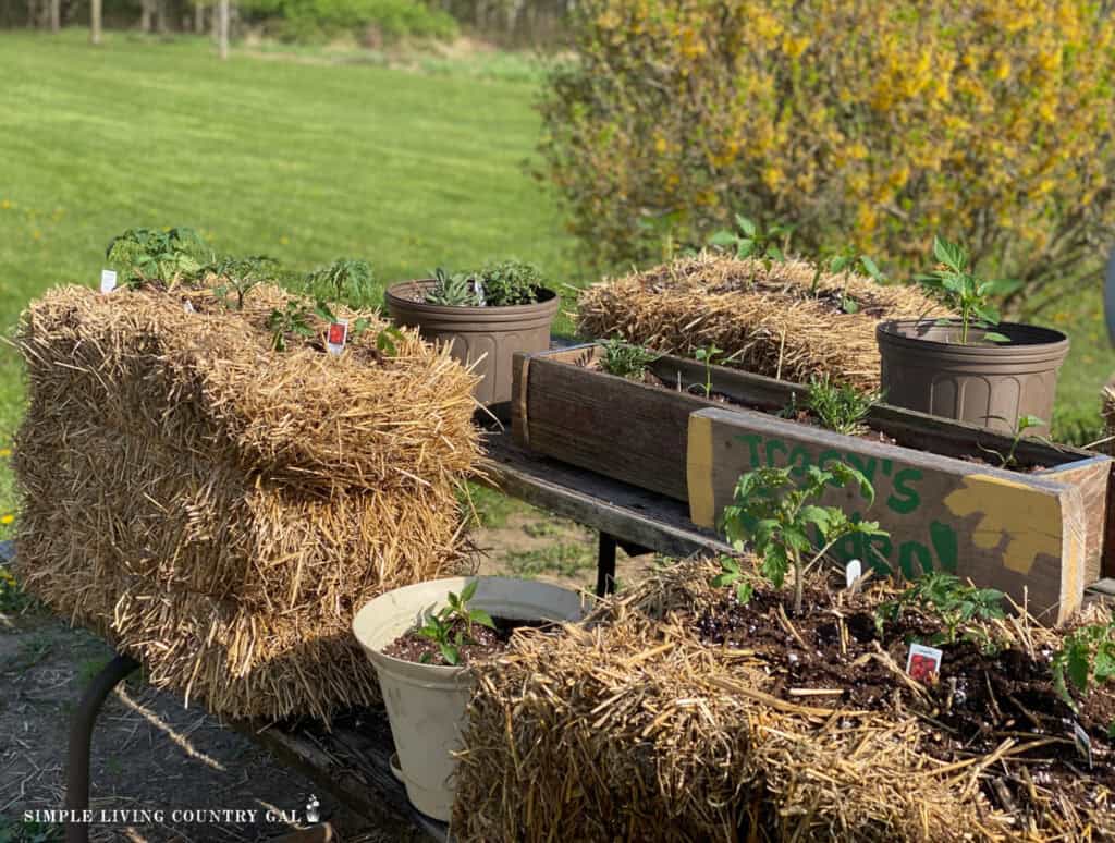 bales of straw planted with herbs and vegetables on a picnic table with other containers