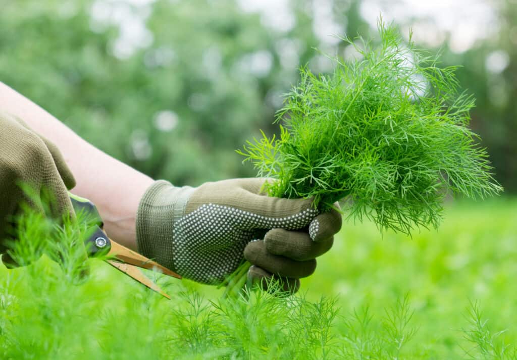 Gardener hands cutting fresh dill sprigs with garden scissors.