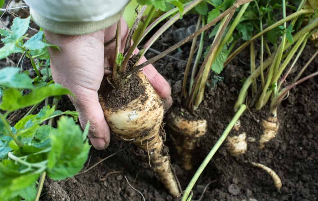 Close up parsnips in the garden. Woman pulls out parsnips.