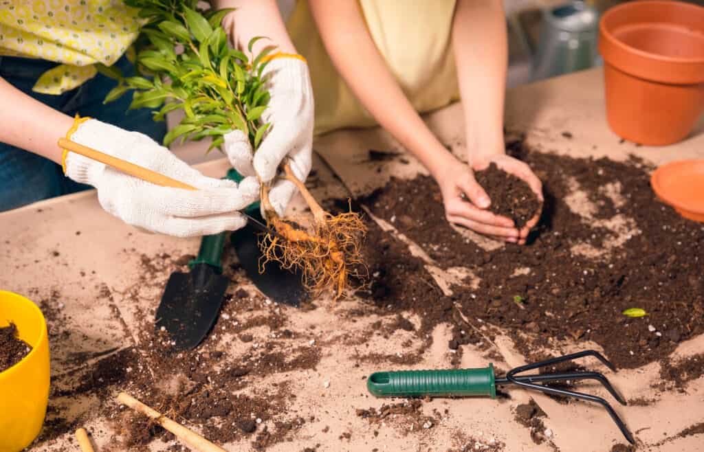  hands working to transplant cuttings 