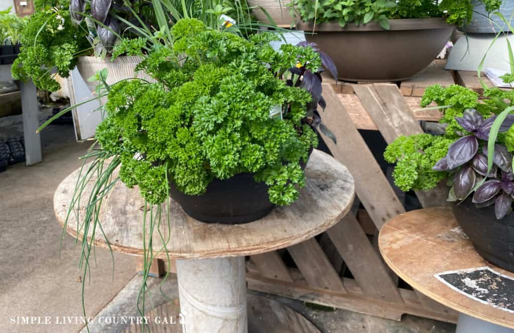 herbs growing in a flower pot