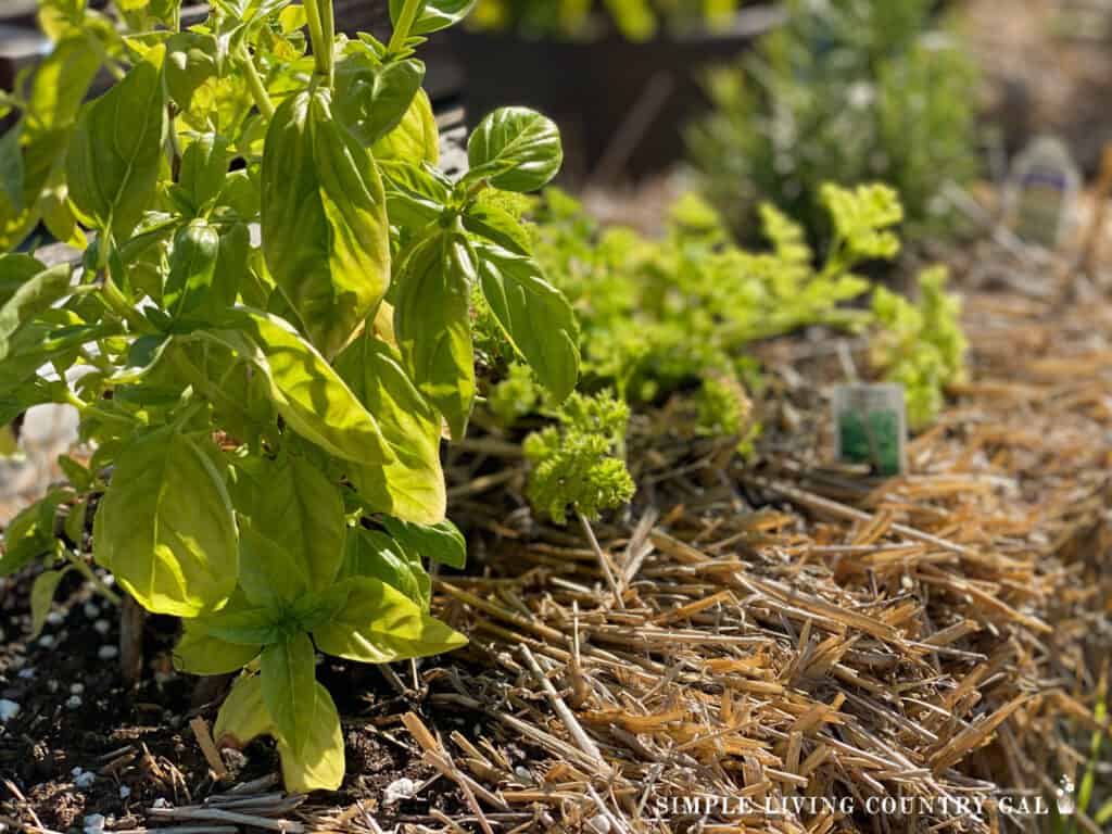 herbs growing in a straw bale 2