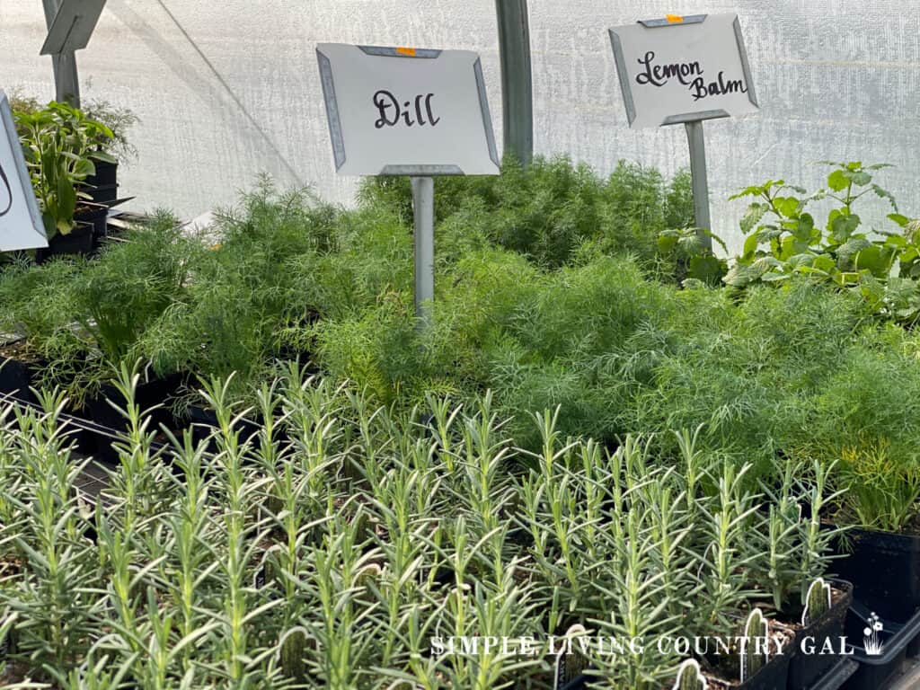 herbs growing on containers in a nursery