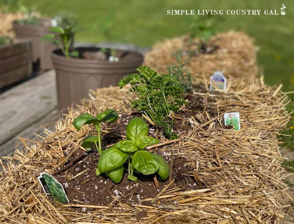 herbs planted in a straw bale on a table 