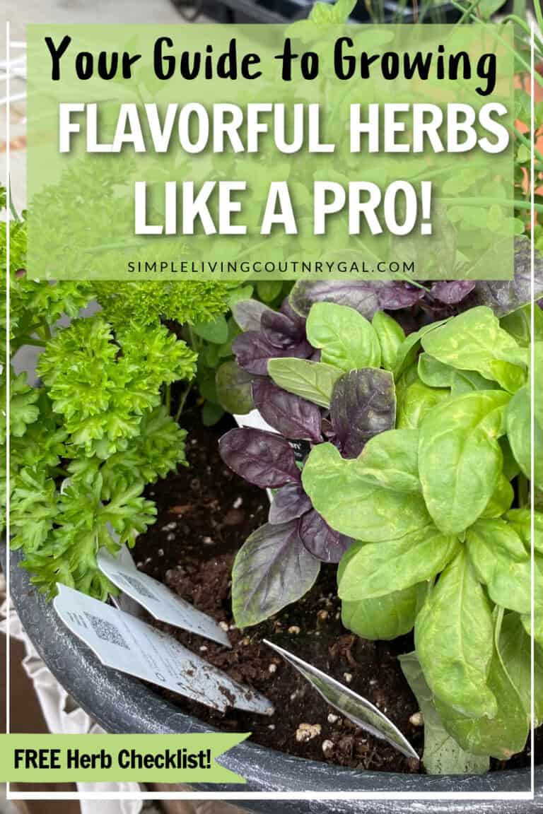 How to Grow Herbs for Beginners | Simple Living Country Gal