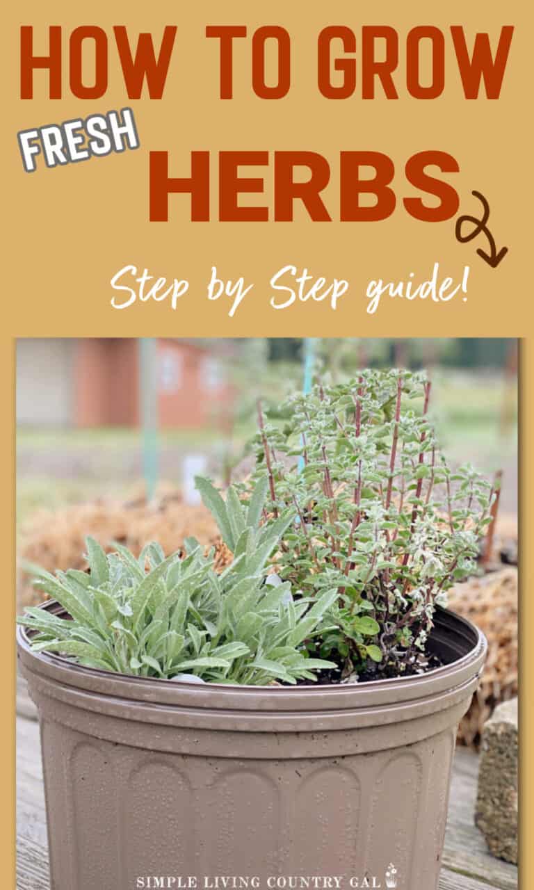 How To Grow Herbs For Beginners | Simple Living Country Gal