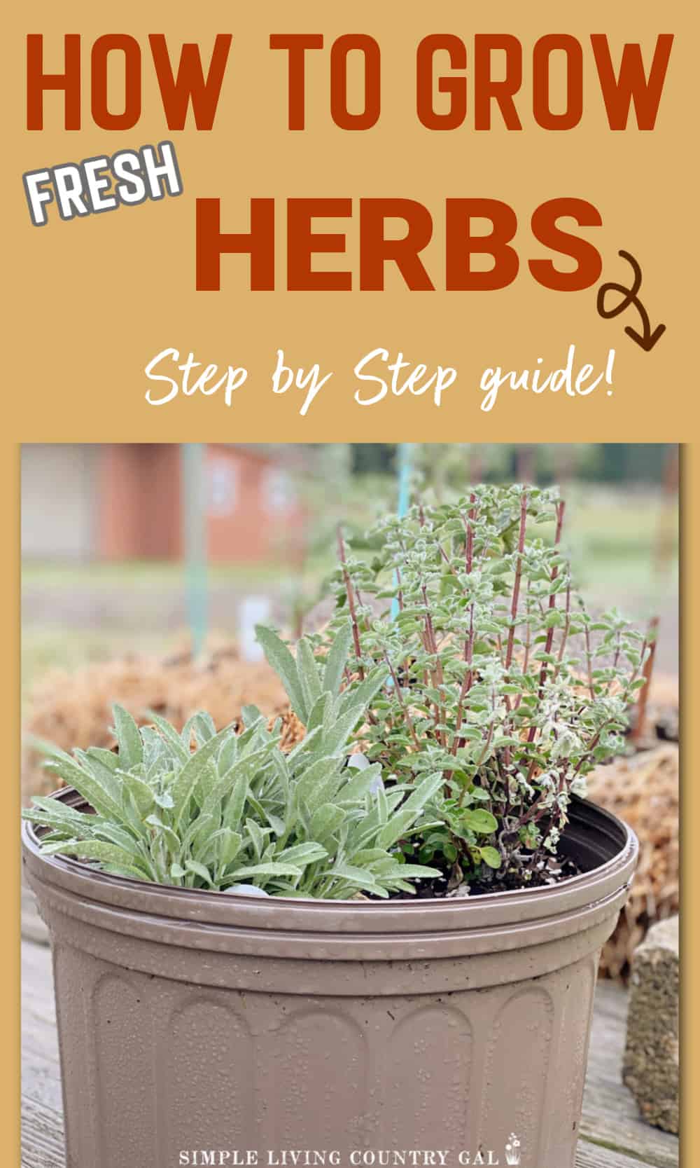 How to Grow Herbs for Beginners | Simple Living Country Gal
