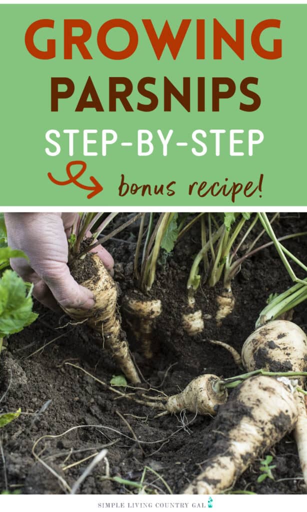 how to grow parsnips for beginners